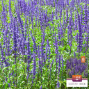 Hezhichun Blue Sage, 50 Seeds