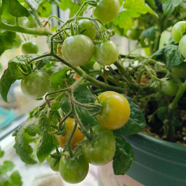 'Jinmeixiuzhu' Cherry Tomatoes, 200 Seeds