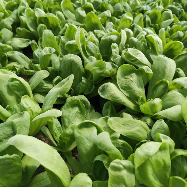 Large-Leaf Chrysanthemum Greens, 1000 Seeds
