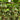 Xinjiang Bottle Gourd, 5 Seeds