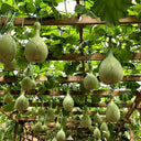 Xinjiang Bottle Gourd, 5 Seeds