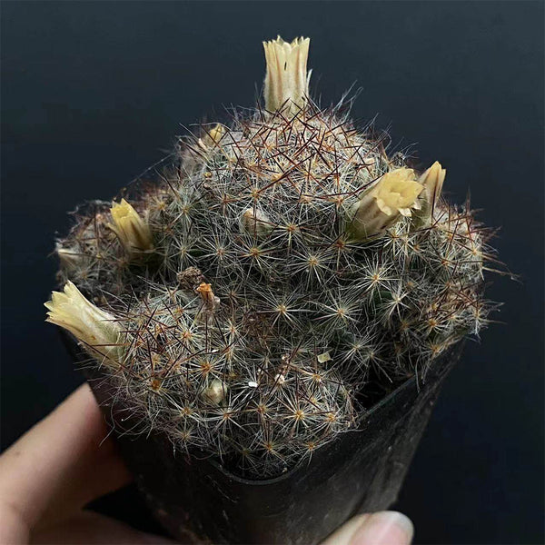 Mammillaria prolifera, 4-5cm