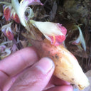 Myoga Ginger Seeds