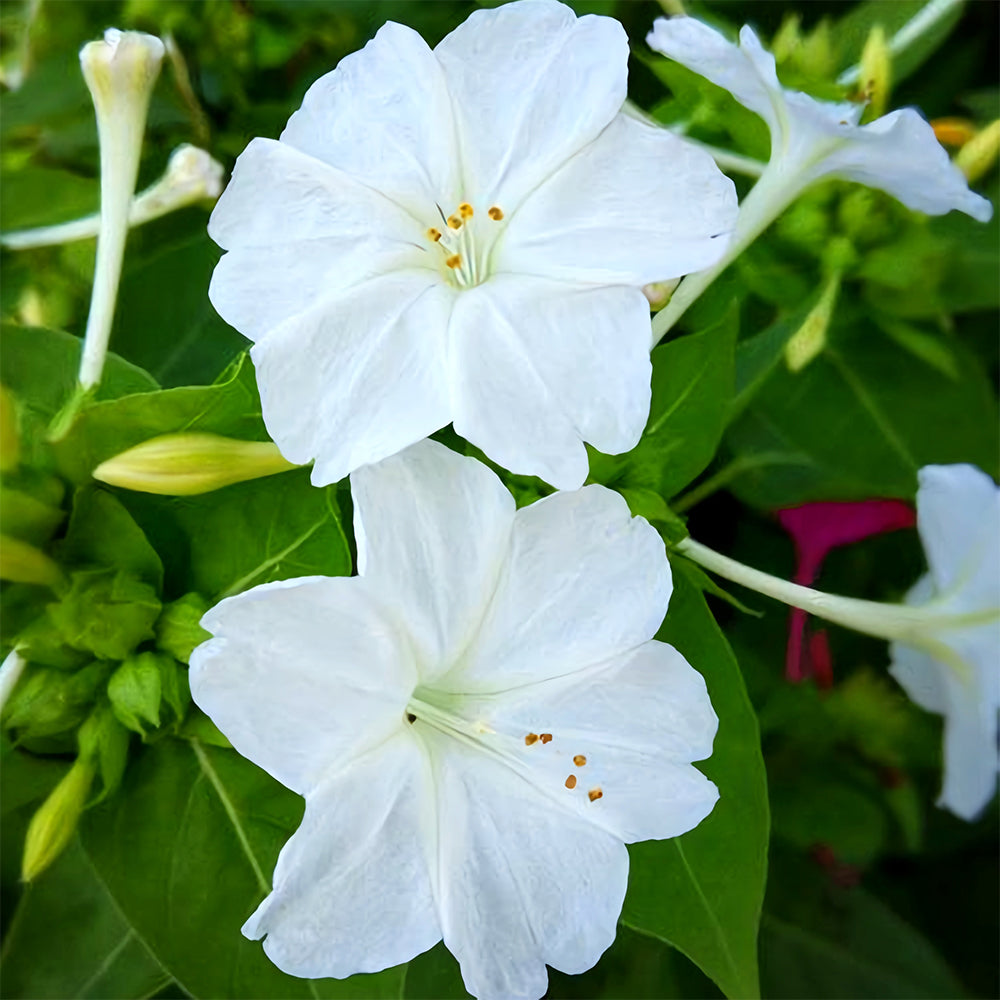 Four O'clock Flower (Mirabilis jalapa) Seeds