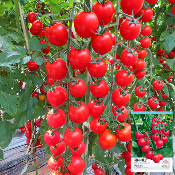 'Waterfall' Tomato