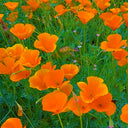 Eschscholzia californica Seeds