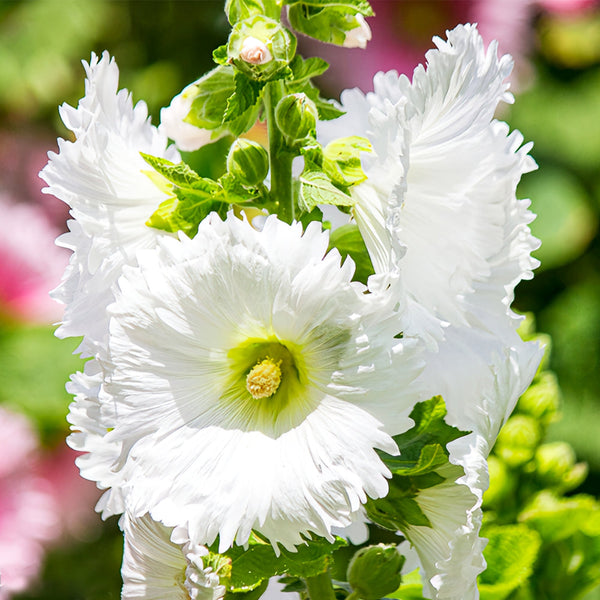 Alcea 'Chaste White'