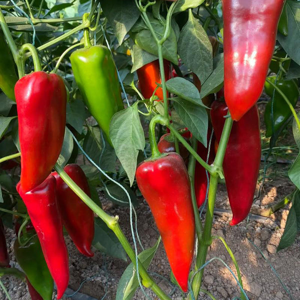 Premium Spicy Red Pickled Pepper Seeds, 0.5g