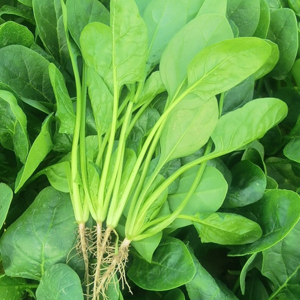 Spring-Autumn Large-Leaf Spinach Seeds, 20g
