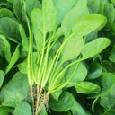 Spring-Autumn Large-Leaf Spinach Seeds, 20g