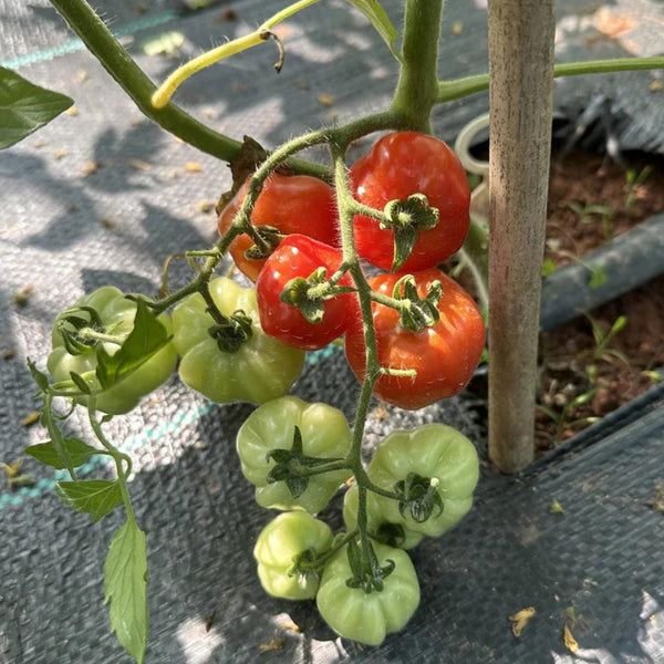 Accordion Cherry Tomato, 5 Seeds