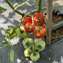Accordion Cherry Tomato, 5 Seeds
