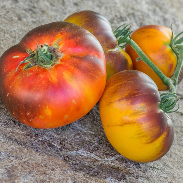 944 P20 Beauty King Tomato, 5 Seeds