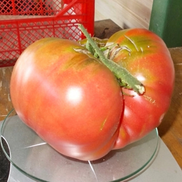 776 Wonder of the Earth Tomato, 5 Seeds