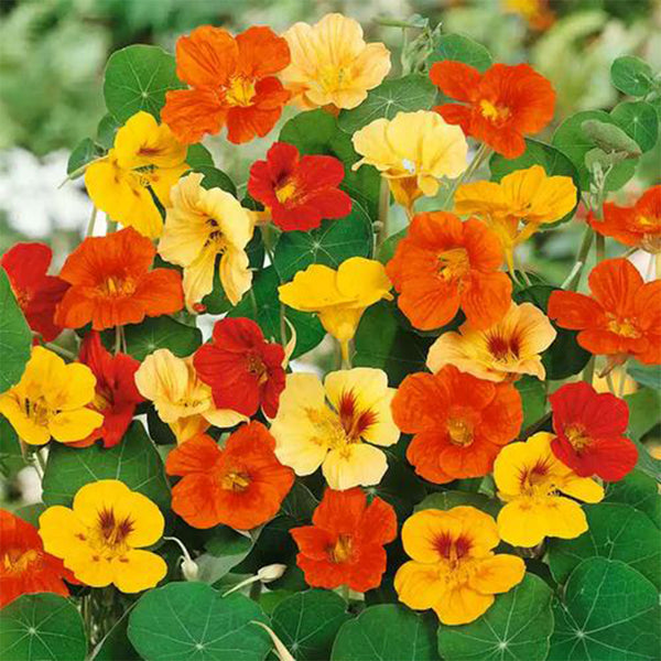 Hezhichun Mixed Color Nasturtium Seeds, 10g