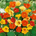 Hezhichun Mixed Color Nasturtium Seeds, 10g