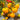849 Taiga Lemon Tomato, 5 Seeds