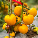 849 Taiga Lemon Tomato, 5 Seeds