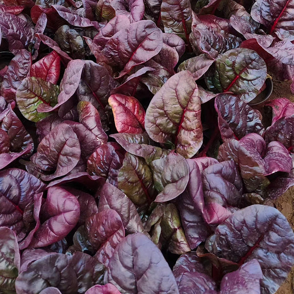 Red-Leaf Chard Seeds, 5g
