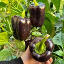 Coffee Fruit Sweet Pepper, 50 Seeds