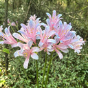 Sprenger's Surprise Lily, 3 Bulbs
