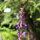 Purple Salvia Seeds, 100 Seeds