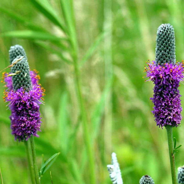 Purple Prairie Clover, 130 Seeds