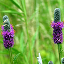 Purple Prairie Clover, 130 Seeds