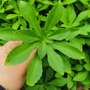 Heart-nourishing Vegetable, 500 Seeds