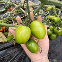 Kiwi Tomato, 100 Seeds