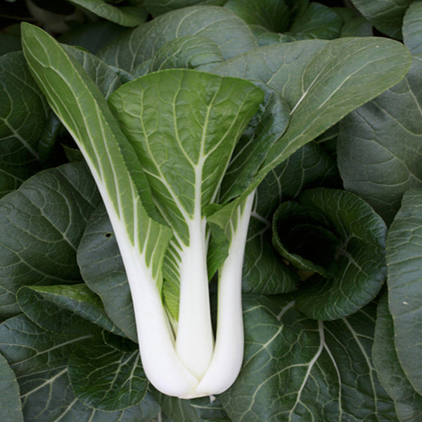 Yumeiren Baby Bok Choy Seeds, 5 × 1k-seed Bags