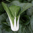 Yumeiren Baby Bok Choy Seeds, 5 × 1k-seed Bags