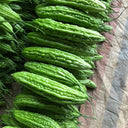 Silver Jubilee Pearl Bitter Gourd F1 Seeds, 20 Seeds