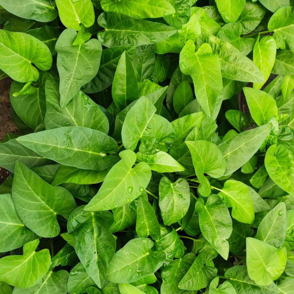 Thai Large Leaf Water Spinach Seeds, 10g