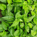 Thai Large Leaf Water Spinach Seeds, 10g