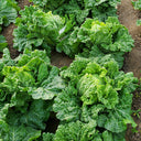 Maye Hot Pot Chinese Cabbage Seeds, 5 × 3g Bags
