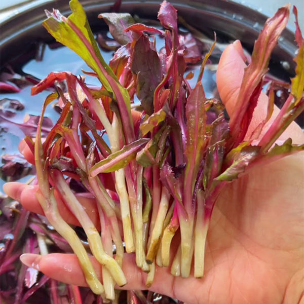 Xinte Wild Purple Qumai Chicory Seeds, 1g