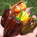 'Candy' Sweet Pepper Seeds, 3 Seeds