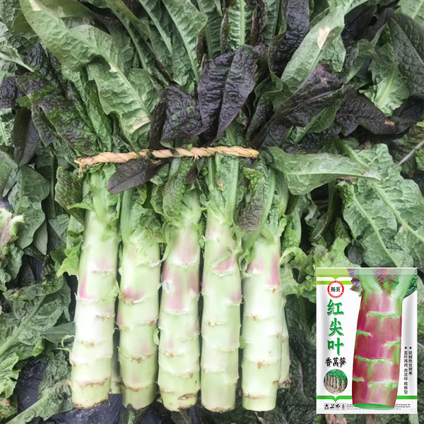 'Jiemei' Pointed-Leaf Red Celtuce Seeds, 10g