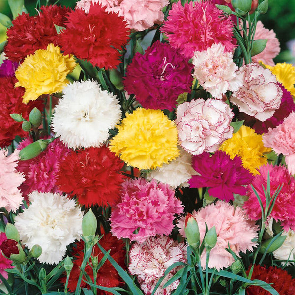 Chabaud Mixed Color Carnation, 15 Seeds