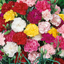 Chabaud Mixed Color Carnation, 15 Seeds