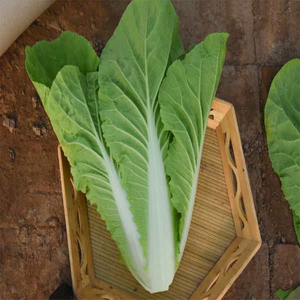 Creamy Baby Bok Choy Seeds, 5 × 5g Bags