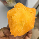 883 Golden Fashionista Tomato, 5 Seeds