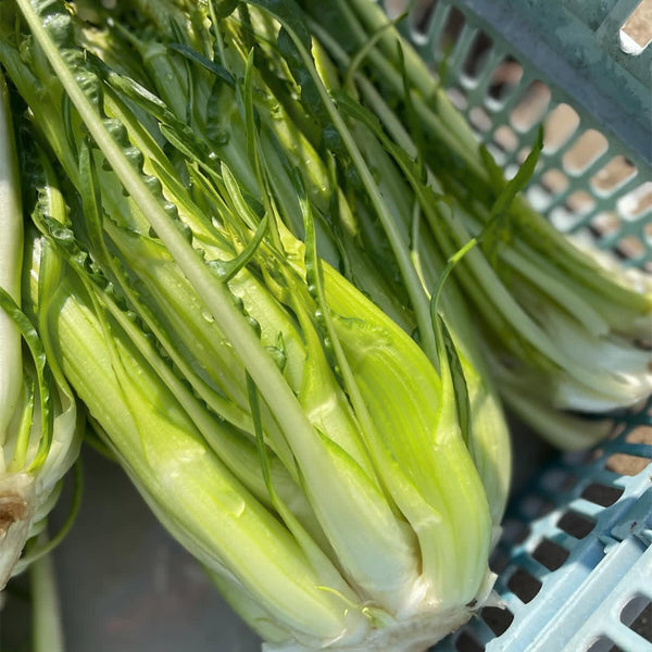 Puntarelle Chicory, 50 Seeds
