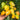 1062 Texas Venus Heart Tomato, 5 Seeds