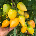 1062 Texas Venus Heart Tomato, 5 Seeds