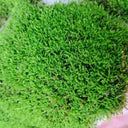 Short-stemmed Moss Seeds, 500 Seeds