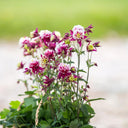 Hezhichun Aquilegia 'Crown Jewels Mixed' Seeds, 1g
