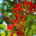 Royal Poinciana, 50 Seeds