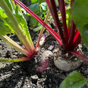 Dutch Red Beetroot Seeds, 2g